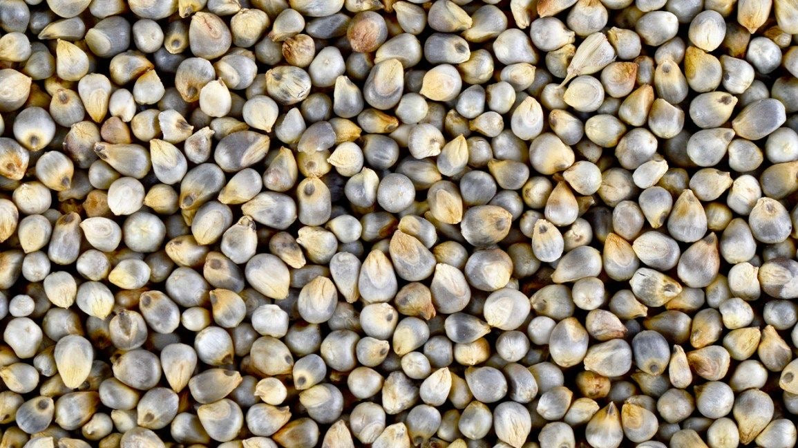 Bajra/Pearl Millet
