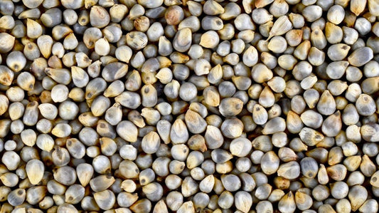 Bajra/Pearl Millet