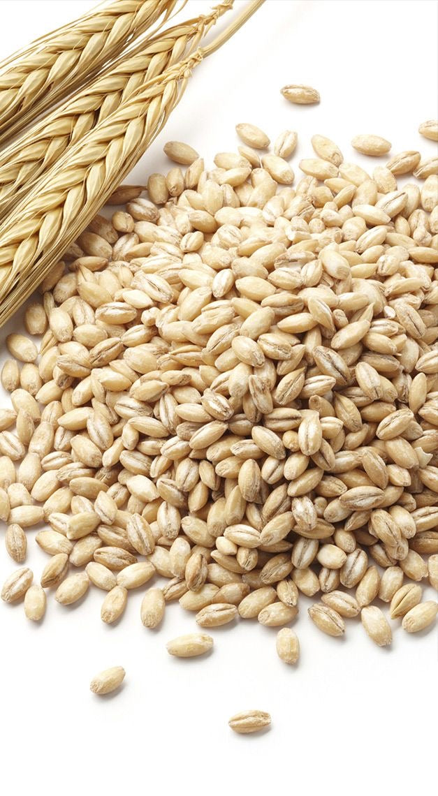 Jau Atta – High-Fiber, Gut-Friendly Barley Flour | The Chakki Co.